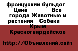 француский бульдог › Цена ­ 40 000 - Все города Животные и растения » Собаки   . Крым,Красногвардейское